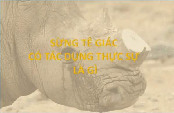 SUNG-TE-GIAC-THUC-SU-CHUA-BENH-LA-GI