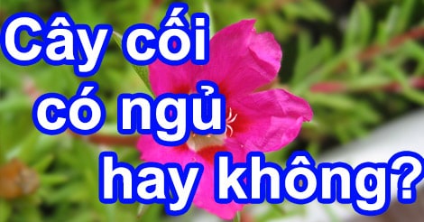 Cây cối có ngủ hay không?