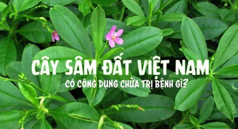 Tìm hiểu Cây sâm đất là gì, có tác dụng gì?