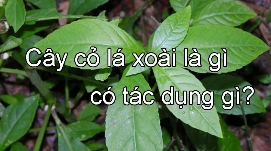 Tìm hiểu Cây cỏ lá xoài là gì, có tác dụng gì?